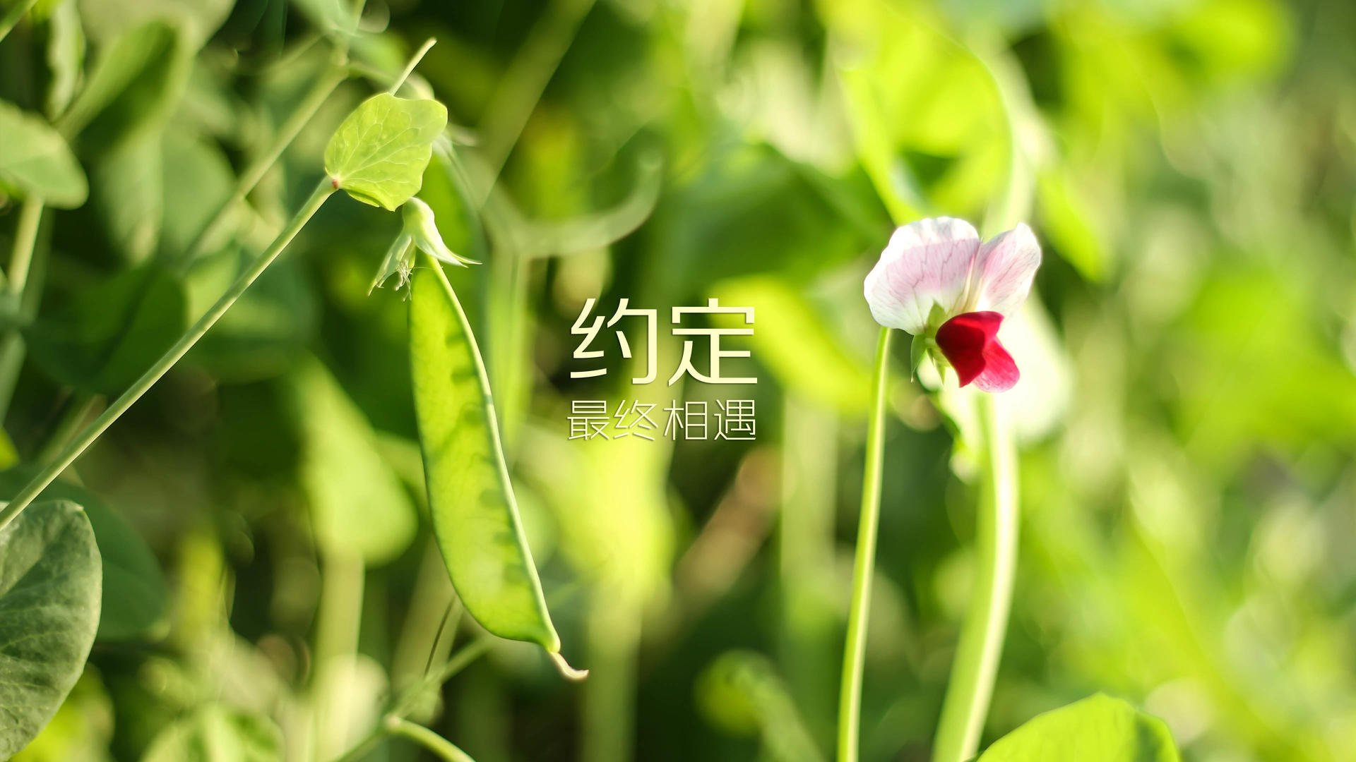 开云官网登录-AC米兰传中成功率提升造成多次威胁，ac米兰v