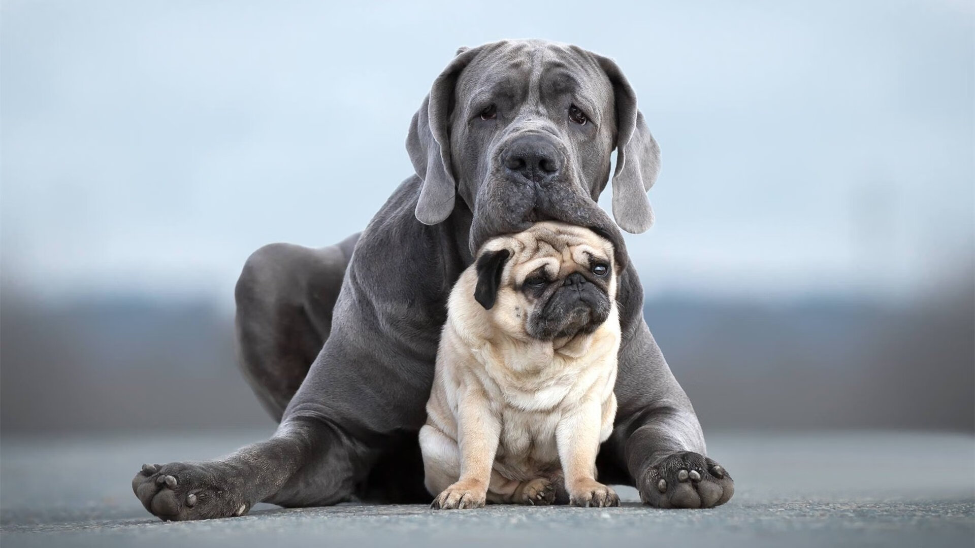 中国女篮出征欧洲拉练 提升国际比赛经验,中国女篮出征亚洲杯