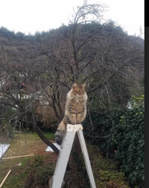 五大联赛是否强化非持球球员在进攻端的空间跑动配合,五大联赛非欧名额