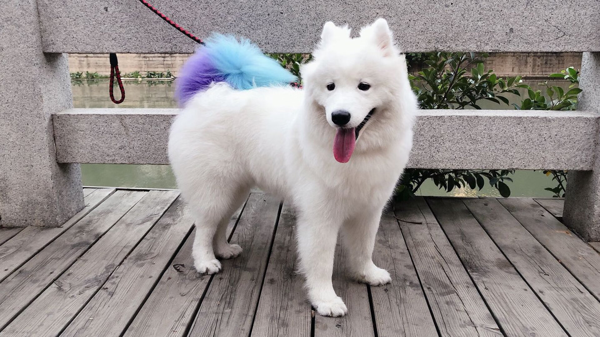 代表团情况：中国选手参赛规模创新高，中国∪fc选手