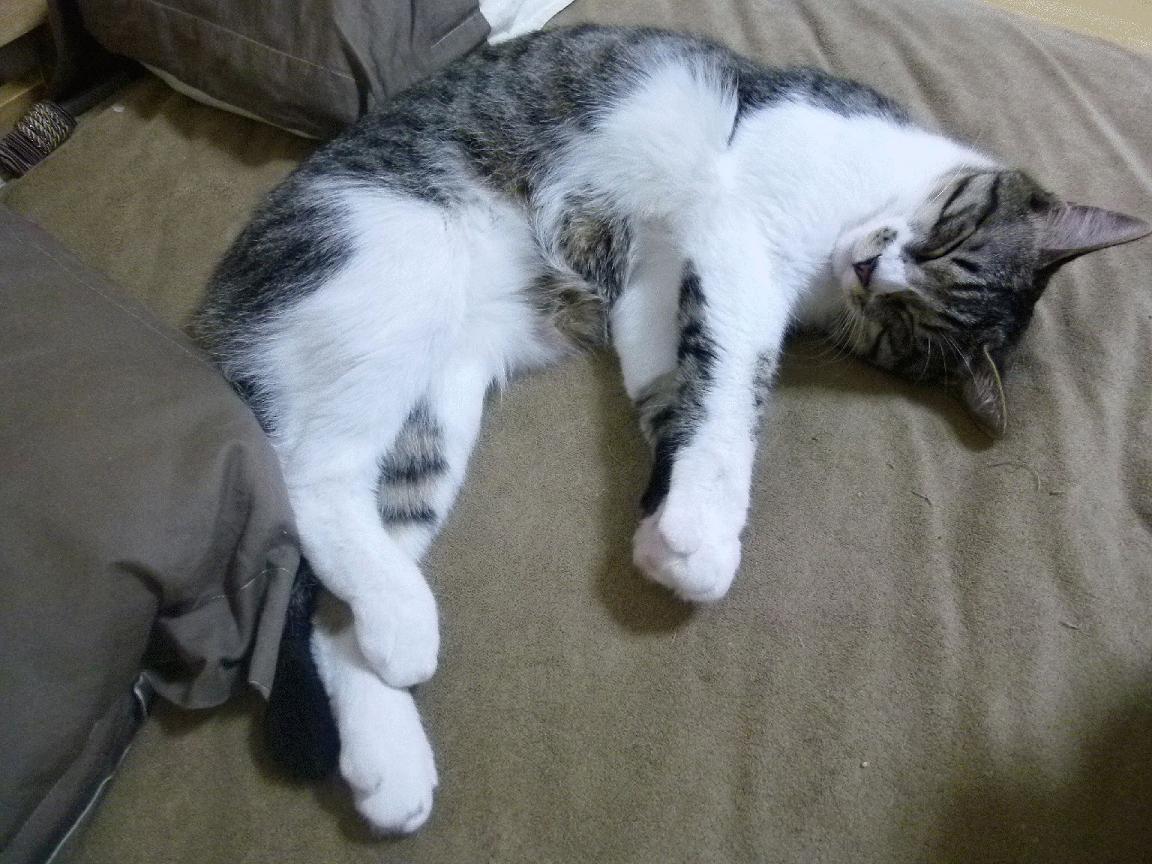 控卫节奏控制力是否决定比赛主动权,控卫位置和打法