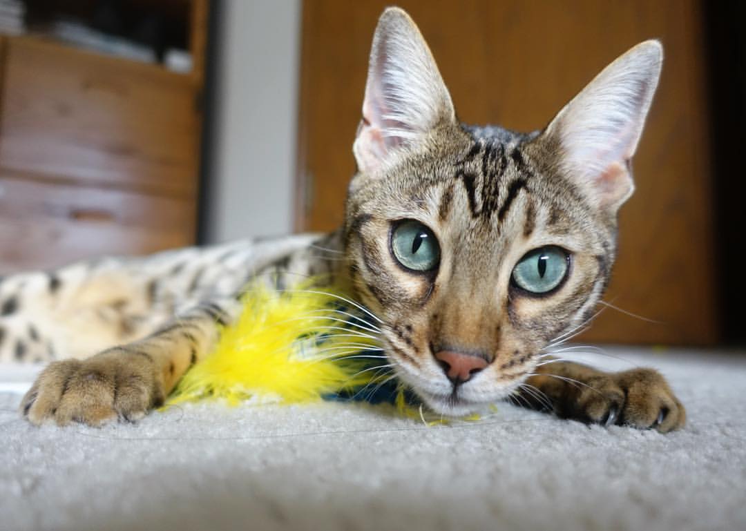 开云kaiyun-球队训练严谨，保障比赛状态巅峰，球队的训练计划包括哪些