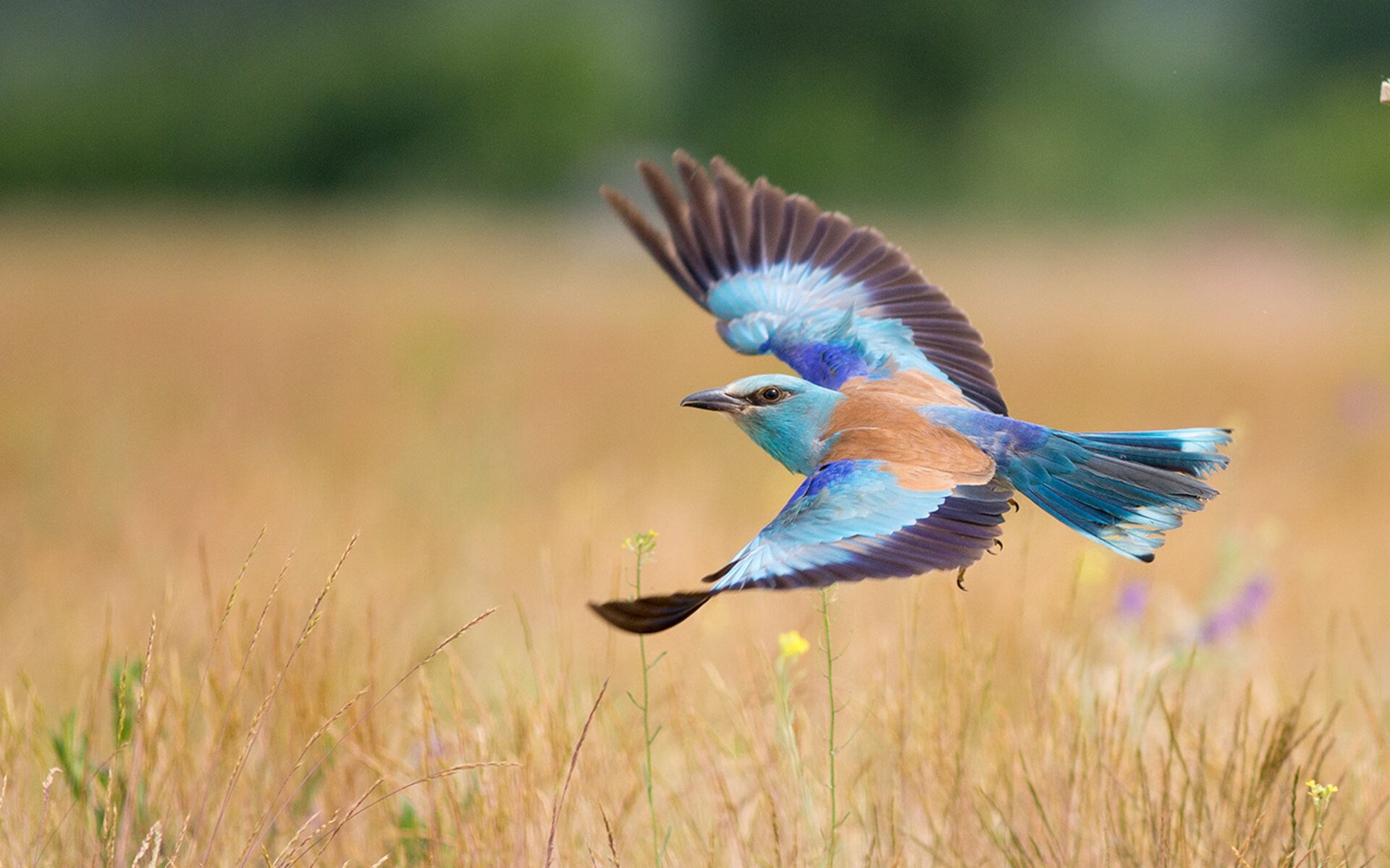 世界杯梦幻时刻：经典高清还原！，世界杯瞬间
