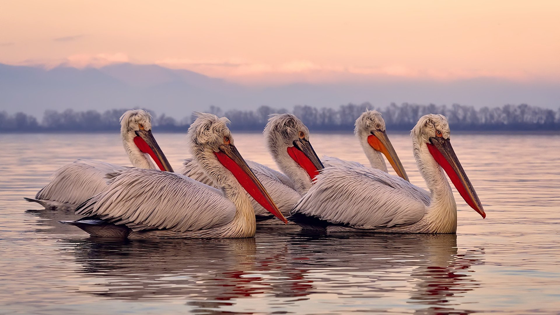 仰泳技术扎实中立代表队A保持优势，仰泳技术分析