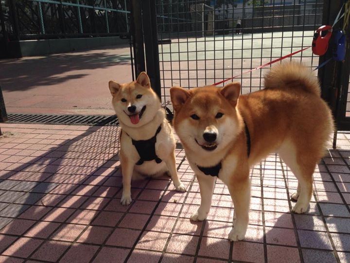 意甲血战到底：攻守就在一线之间，意甲战况